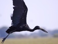 African Openbill (Anastomus lamelligerus)