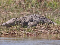 Nile Crocodile (Crocodylus niloticus)