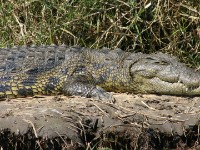 Nile Crocodile (Crocodylus niloticus)