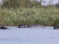 Hippopotamus (Hippopotamus amphibius)