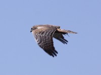 African Marsh Harrier (Circus ranivorus)