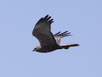 African Marsh Harrier (Circus ranivorus)
