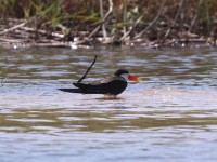 African Skimmer (Rynchops flavirostris)