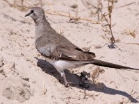 Namaqua Dove (Oena capensis)