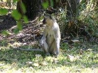 Vervet Monkey (Chlorocebus pygerythrus)