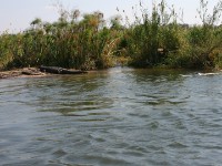 Nile Crocodile (Crocodylus niloticus)