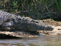Nile Crocodile (Crocodylus niloticus)