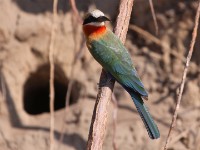 White-fronted Bee-eater (Merops bullockoides)