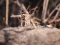 Water Thick-knee (Burhinus vermiculatus)