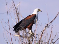 African Fish Eagle (Haliaeetus vocifer)