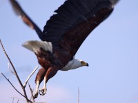 African Fish Eagle (Haliaeetus vocifer)