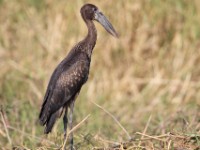 African Openbill (Anastomus lamelligerus)