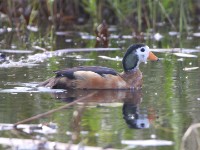 African Pygmy Goose (Nettapus auritus)