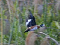 African Pygmy Goose (Nettapus auritus)