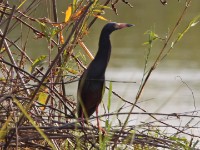 Rufous-bellied Heron (Ardeola rufiventris)