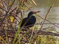 Rufous-bellied Heron (Ardeola rufiventris)