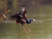 Rufous-bellied Heron (Ardeola rufiventris)