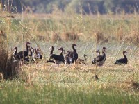 Spur-winged Goose (Plectropterus gambensis)