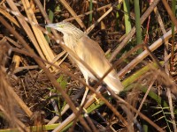 Squacco Heron (Ardeola ralloides)