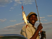 Tiger Fish Okavango River