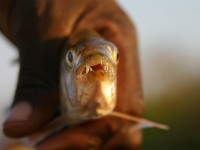 Tiger Fish Okavango River
