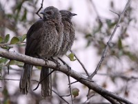 Hartlaub's Babbler (Turdoides hartlaubii)