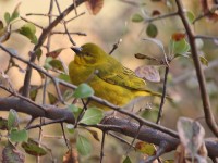 Holub's Golden Weaver (Ploceus xanthops)