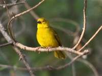 Holub's Golden Weaver (Ploceus xanthops)