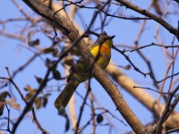 Orange-breasted Bushshrike (Chlorophoneus sulfureopectus)