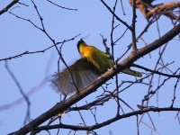 Orange-breasted Bushshrike (Chlorophoneus sulfureopectus)