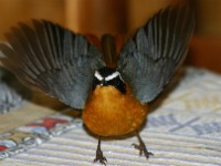 White-browed Robin-Chat (Cossypha heuglini)