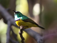 Collared Sunbird (Hedydipna collaris)