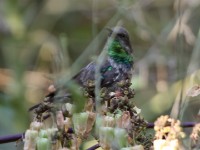 Purple-banded Sunbird (Cinnyris bifasciatus)