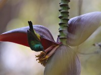 Collared Sunbird (Hedydipna collaris)