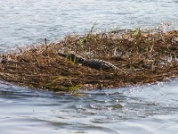 Nile Crocodile (Crocodylus niloticus)