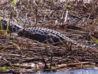 Nile Crocodile (Crocodylus niloticus)