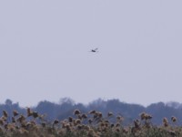 Wattled Crane (Grus carunculata)