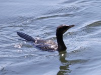 Reed Cormorant (Microcarbo africanus