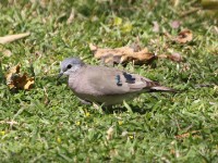 Emerald-spotted Wood Dove (Turtur chalcospilos)