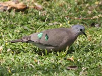 Emerald-spotted Wood Dove (Turtur chalcospilos)