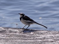 African Pied Wagtail (Motacilla aguimp)