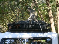 Vervet Monkey (Chlorocebus pygerythrus)