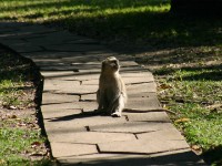Vervet Monkey (Chlorocebus pygerythrus)