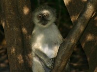 Vervet Monkey (Chlorocebus pygerythrus)