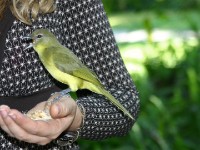 Yellow-bellied Greenbul (Chlorocichla flaviventris)