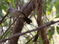 Arrow-marked Babbler (Turdoides jardineii)