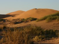 Rooibank