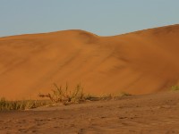 Rooibank