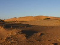 Rooibank