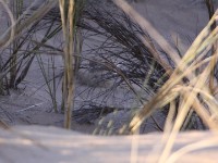 Dune Lark (Calendulauda erythrochlamys)